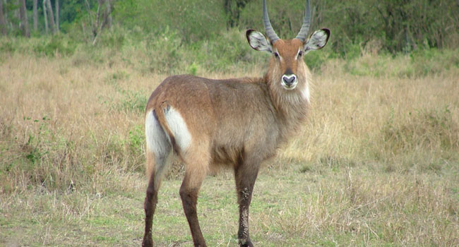 a_0001_waterbuck