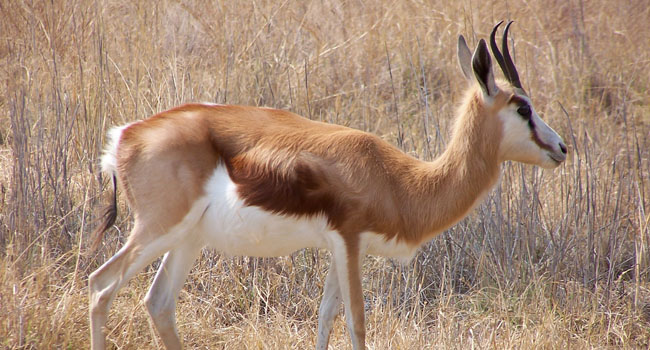 a_0003_springbok