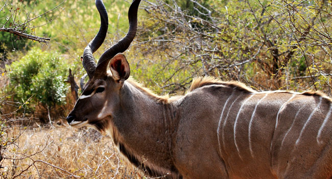 a_0004_kudu