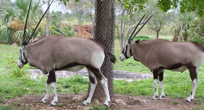 a_0007_gemsbok