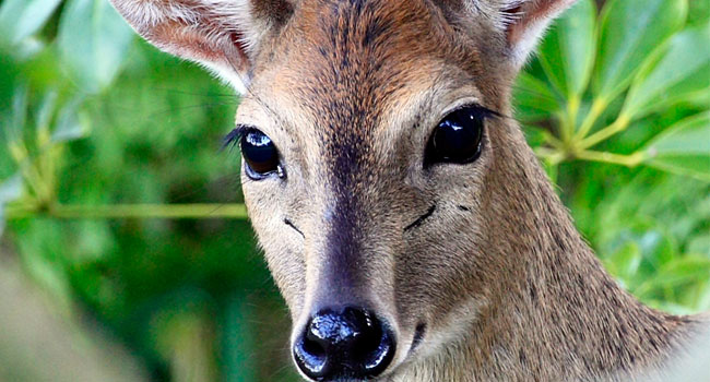 a_0009_duiker