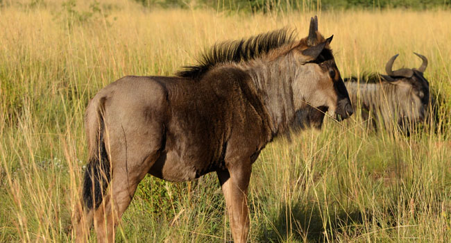 a_0011_blue wildebeest